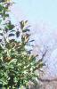 Magnolia grandiflora, habit