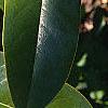 Magnolia grandiflora, leaves