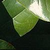 Magnolia grandiflora, leaves