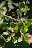 Magnolia grandiflora, leaves