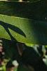 Magnolia grandiflora, leaves