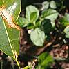 Magnolia grandiflora, leaves