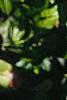 Magnolia grandiflora, leaves