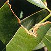 Magnolia grandiflora, leaves