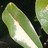 Magnolia grandiflora, leaves