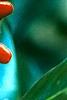 Magnolia grandiflora, fruit