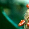 Magnolia grandiflora, fruit