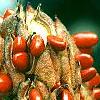 Magnolia grandiflora, fruit