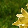 Magnolia 'Gold Star', flowers