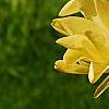 Magnolia 'Gold Star', flowers