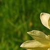 Magnolia 'Gold Star', flowers