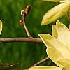 Magnolia 'Gold Star', flowers
