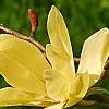 Magnolia 'Gold Star', flowers