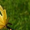 Magnolia 'Gold Star', flowers