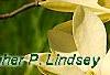 Magnolia 'Gold Star', flowers