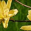 Magnolia 'Gold Star', flowers