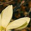 Magnolia 'Gold Star', flowers
