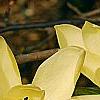 Magnolia 'Gold Star', flowers