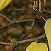 Magnolia 'Gold Star', flowers