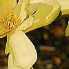 Magnolia 'Gold Star', flowers
