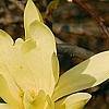 Magnolia 'Gold Star', flowers