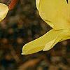 Magnolia 'Gold Star', flowers