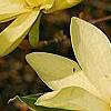 Magnolia 'Gold Star', flowers