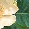Magnolia obovata, flowers