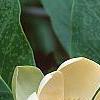 Magnolia obovata, flowers
