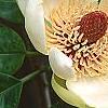 Magnolia obovata, flowers