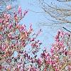 Magnolia 'Jane', habit