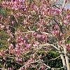 Magnolia 'Jane', habit