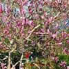 Magnolia 'Jane', habit