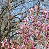 Magnolia 'Jane', habit