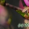Magnolia 'Jane', flowers