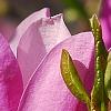 Magnolia 'Jane', flowers