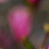Magnolia 'Jane', flowers