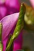 Magnolia 'Jane', flowers
