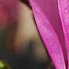 Magnolia 'Jane', flowers