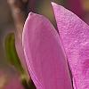 Magnolia 'Jane', flowers