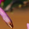 Magnolia 'Jane', flowers