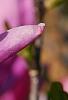 Magnolia 'Jane', flowers