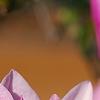 Magnolia 'Jane', flowers