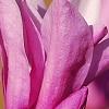 Magnolia 'Jane', flowers