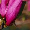 Magnolia 'Jane', flowers