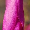 Magnolia 'Jane', flowers
