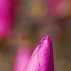 Magnolia 'Jane', flowers