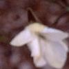 Magnolia x kewensis 'Wada's Memory', flowers