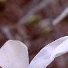 Magnolia x kewensis 'Wada's Memory', flowers