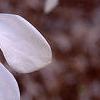 Magnolia x kewensis 'Wada's Memory', flowers
